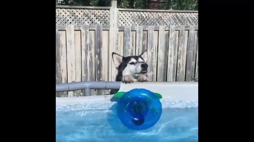 A dog who wants to swim