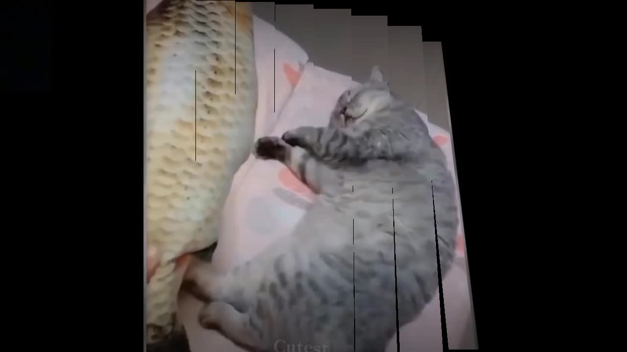 Pets Animals Cats Funny Movement Videos