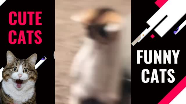 Fanny cats - Cute and Funny Cat Videos to Keep You Smiling! #2