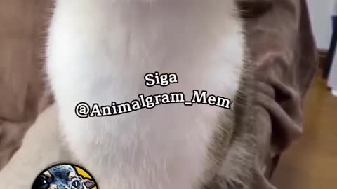 Siga @Animalgram_Memes para mais