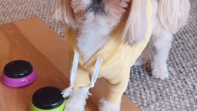 CUTE SHIH TZU REQUESTS FOR MORE TREAT USING COMMUNICATION BOARD!