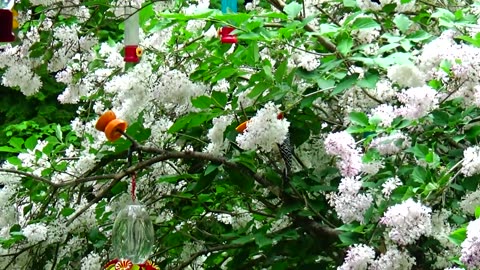 Red-bellied woodpecker and Oriole