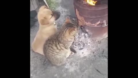 Cute cat in fun times with your friends