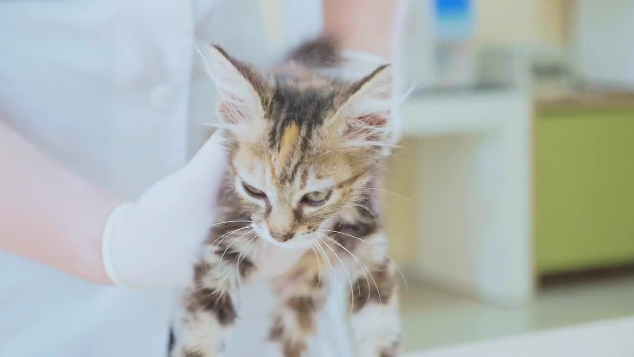 Vet examining a little cute kitten at veterinary clinic