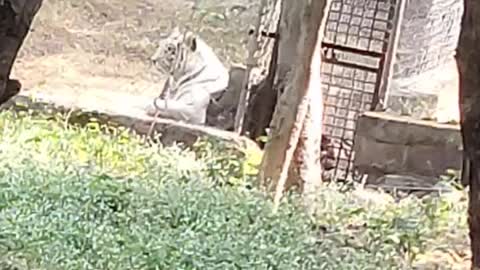 White tiger wild life safari