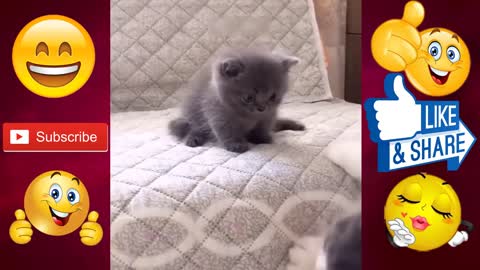 Funniest cats & Dogs videos that will make you laugh