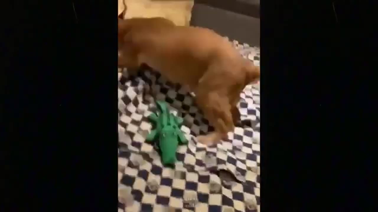 Funny Pets Compilation