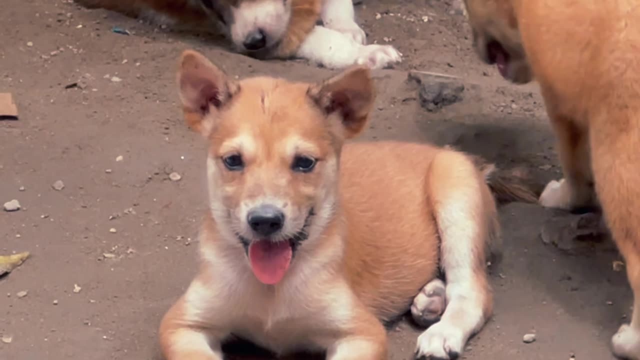 Can You Handle the Cuteness? Puppy Playtime Overload