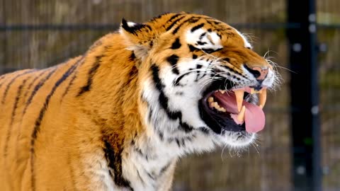 🔥 Tige is very violent 🔥|| viral video || tiger vs lion