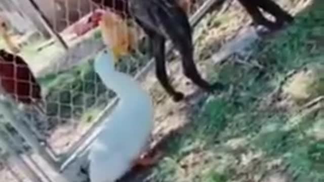 Funny animals