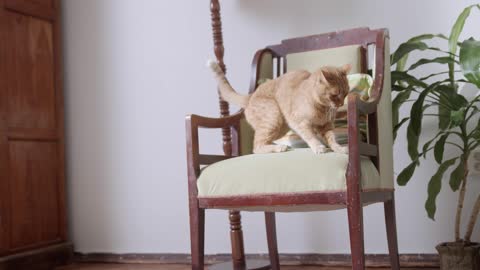 Cat jump into chair