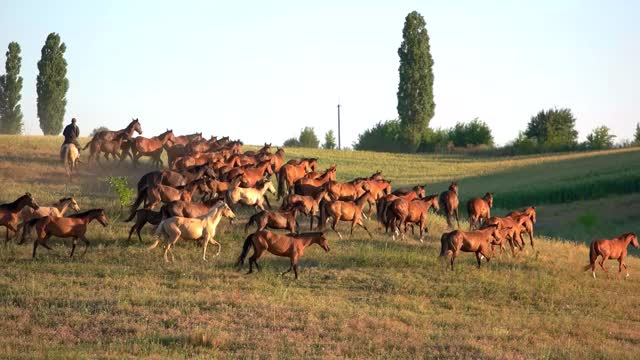 brown horses running on grass clear sky over meadow