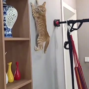 Spider-cat 😁