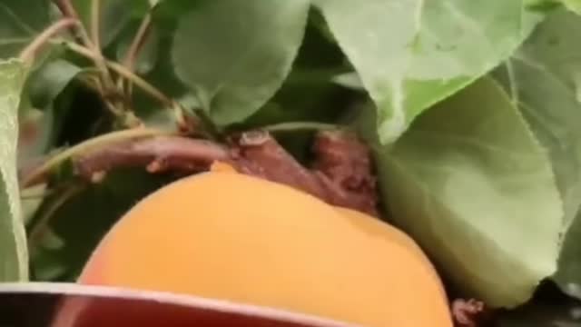Fruits Video Farm Fresh Ninja Fruit Cutting Satisfying Fruit | Amazing Fruits Video #fruits #short