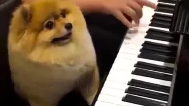 Pianist dog kkk