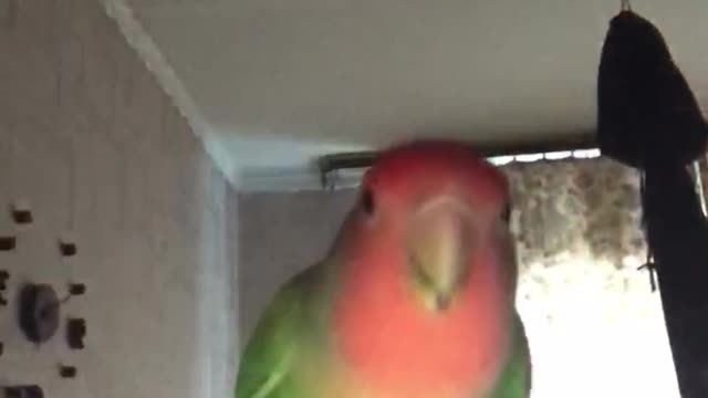 lovebird bird