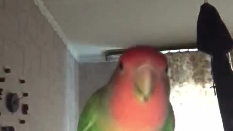 lovebird bird