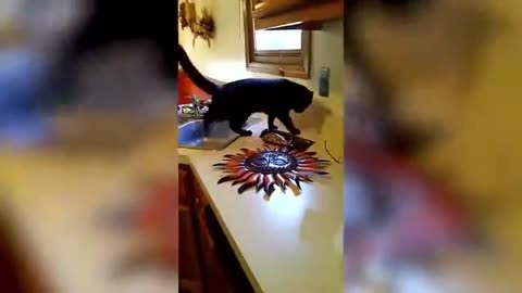 Cute cat video pets funny videos funny cats spotless satisfy #8