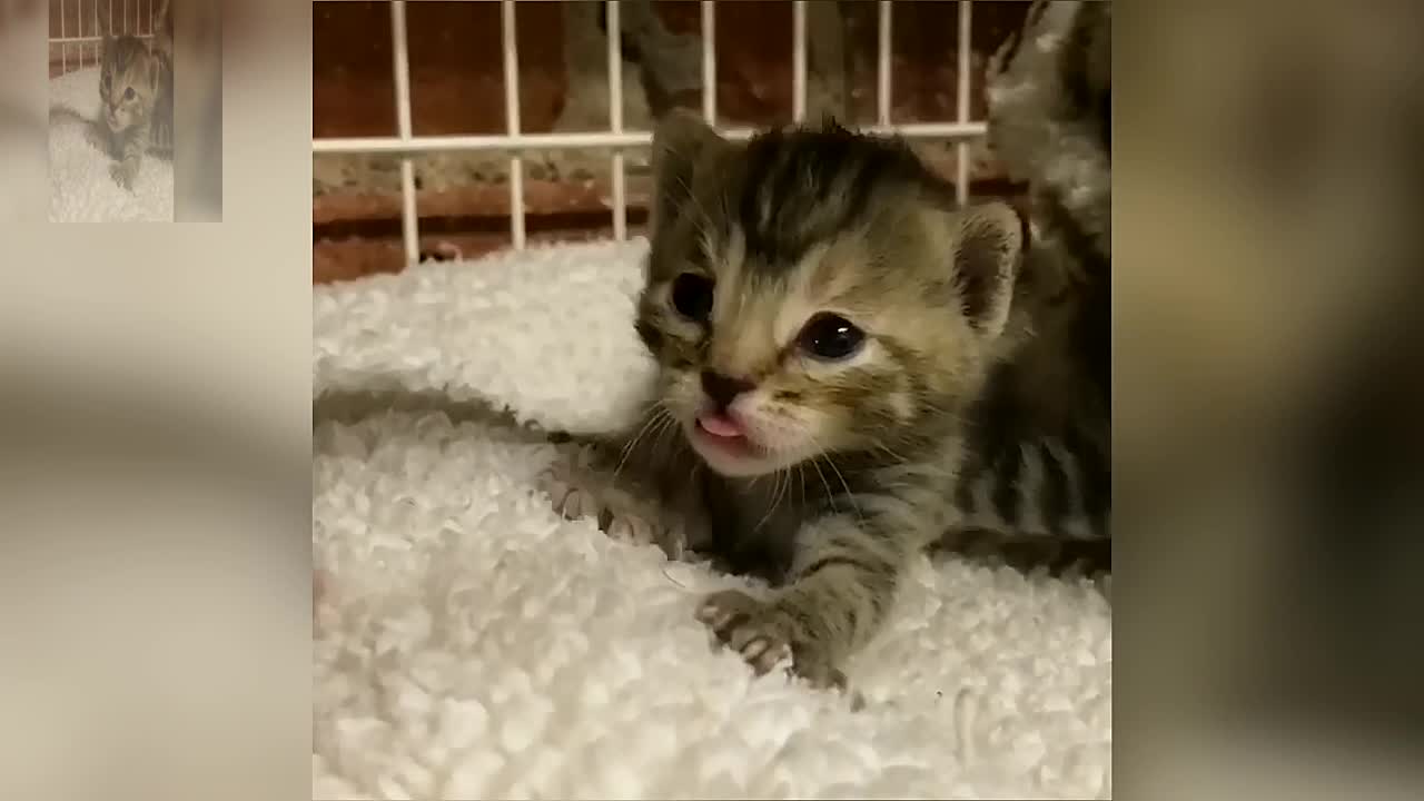 The newborn kitten is so cute