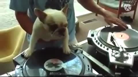 Super dj dog fanny video baby new video