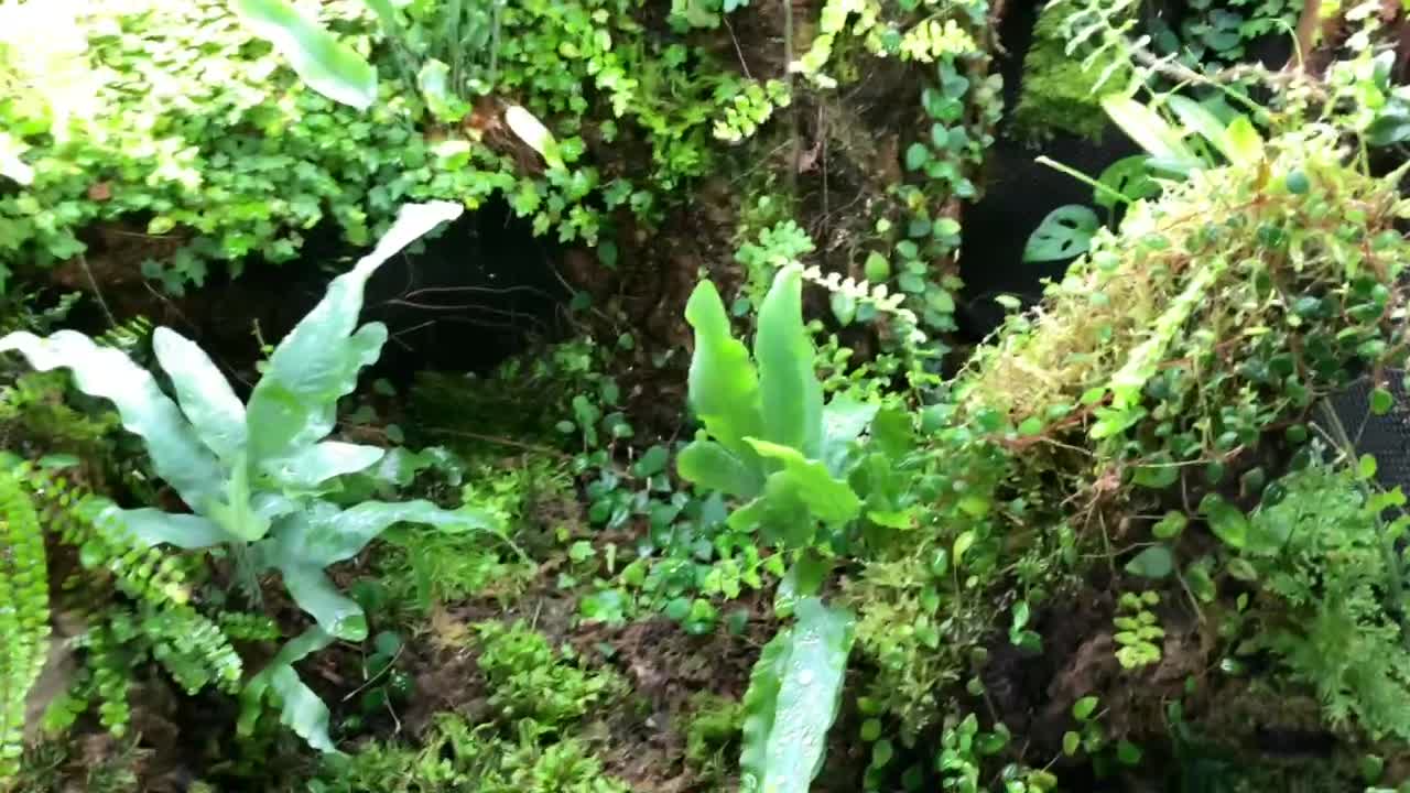 Central American Vivarium