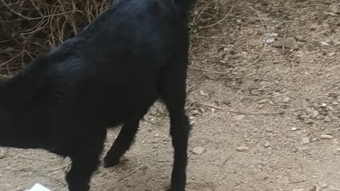 Eating play with goat