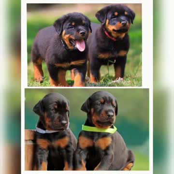 Rottweiler vs Doberman dog #SHORT VIDEO 🔥