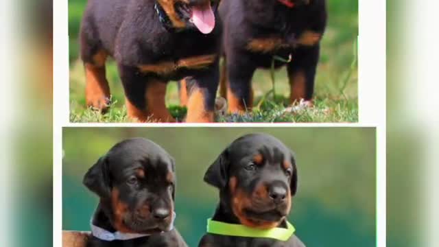 Rottweiler vs Doberman dog #SHORT VIDEO 🔥