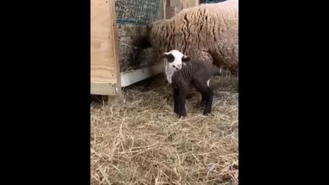 Funny and cute moment