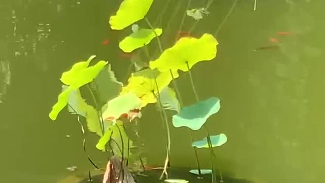 Lotus and goldfish