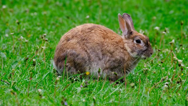 Rabbits Eating Green Plants