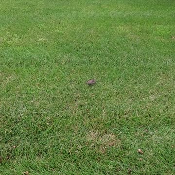 Fledgling in Ann Arbor