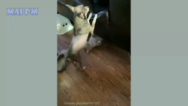 Funny cat vs funny dog