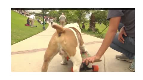 Otto the skateboarding bulldog from Lima-Perú