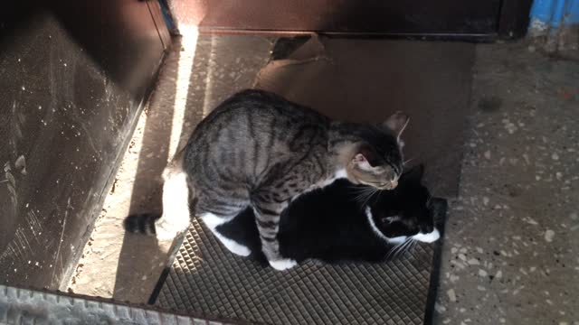 Cute cats mating