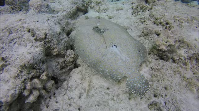 Maldives Short Snorkeling video Part 29