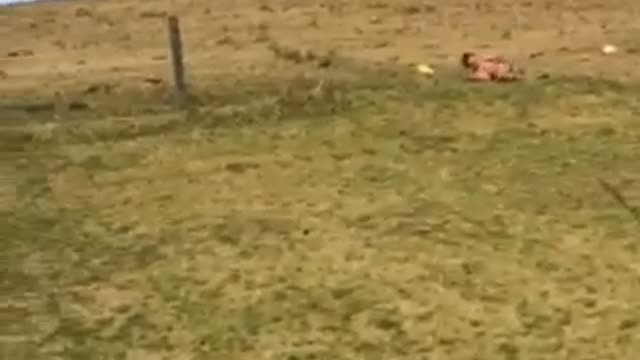 Shirtless man electric fence