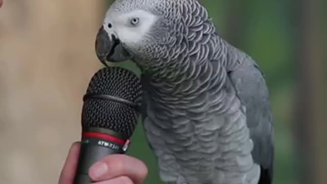 Watch my smart talking parrot....very smart