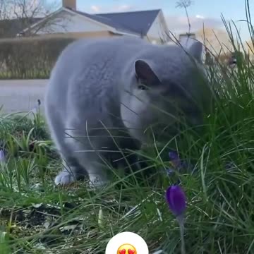 Have you ever seen a vegetarian cat?