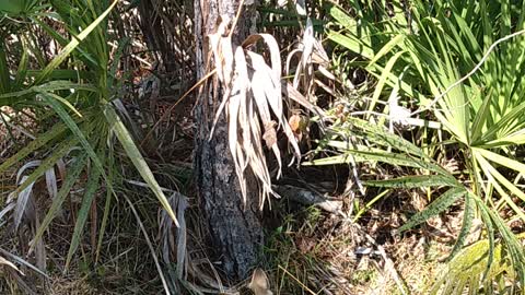 Hiking in Southwest Florida (w/ my cat)