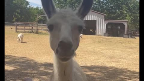 I was actually a little scared when the alpaca approached