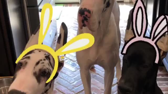 Great Dane Video 33