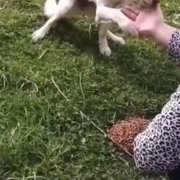 ❤️ TOUCHING...THE KINDNESS AND GRATEFULNESS OF A HUNGRY DOG IS AMAZING❗ ❤️