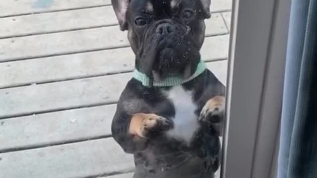 Cute Dancing Dog Meme