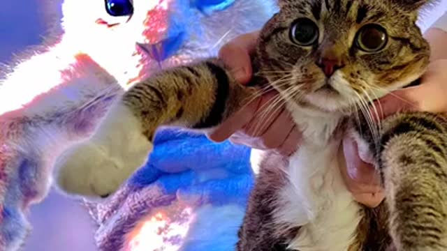 Cute Cat Videos, Naughty cat, Meowing, Funny Animals, Baby Cats Compilations #shorts #animals #cats