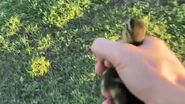 Lost Baby Duck Reunites with Its Family