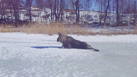 Rescuing a Moose on Ice