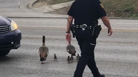 Cop Helps Deliver Ducks Safely Across the Street