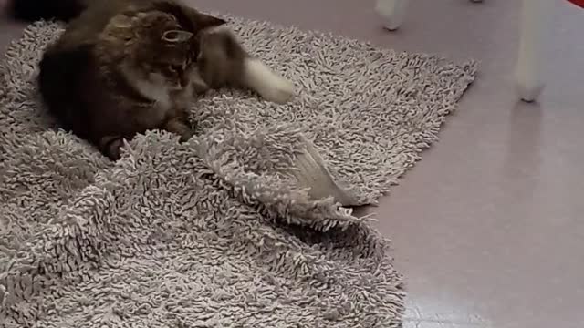 Cat Playing on Carpet