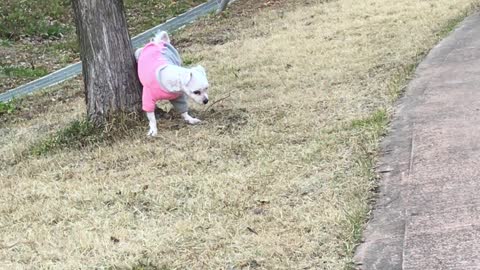 Chorong taking a walk outside 2